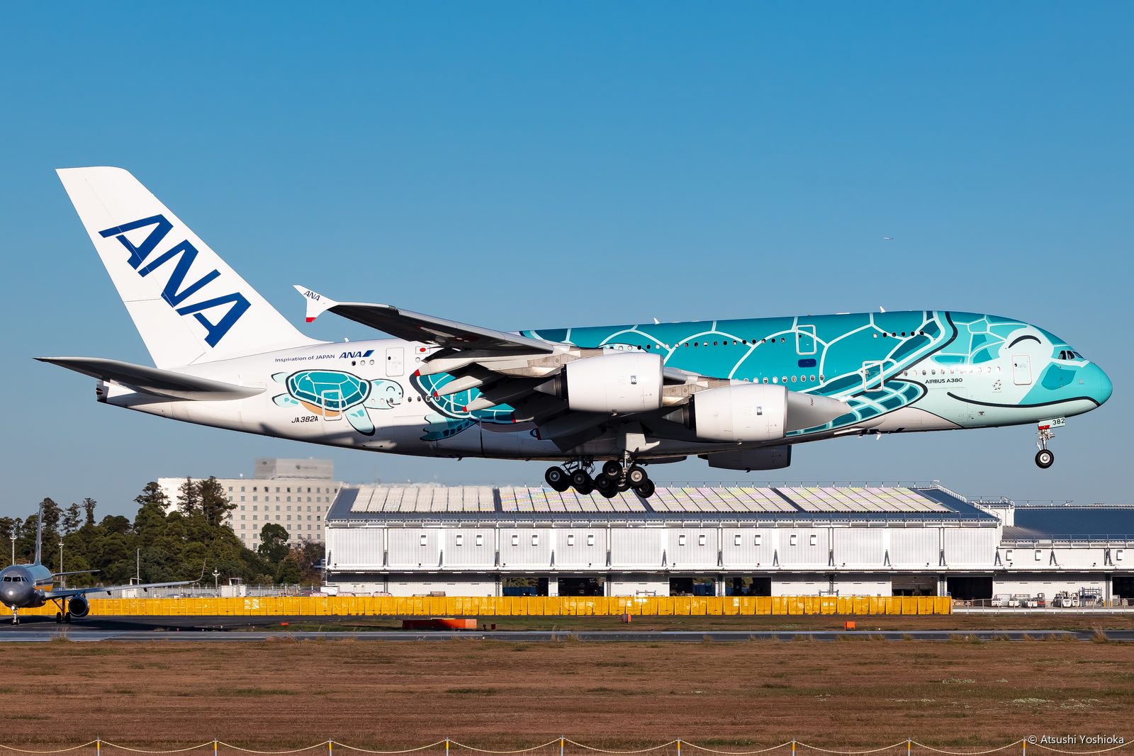 ウミガメの塗装をしたANAのエアバスA380