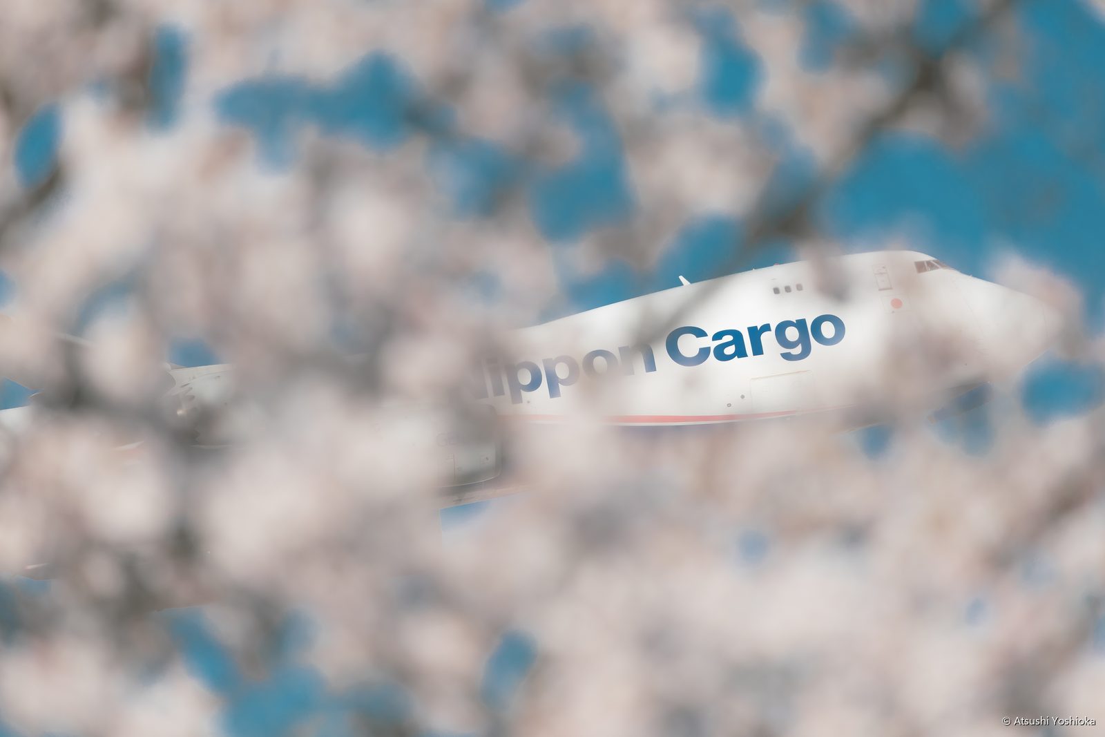 桜の花をぼかした向こうに日本貨物航空の機体